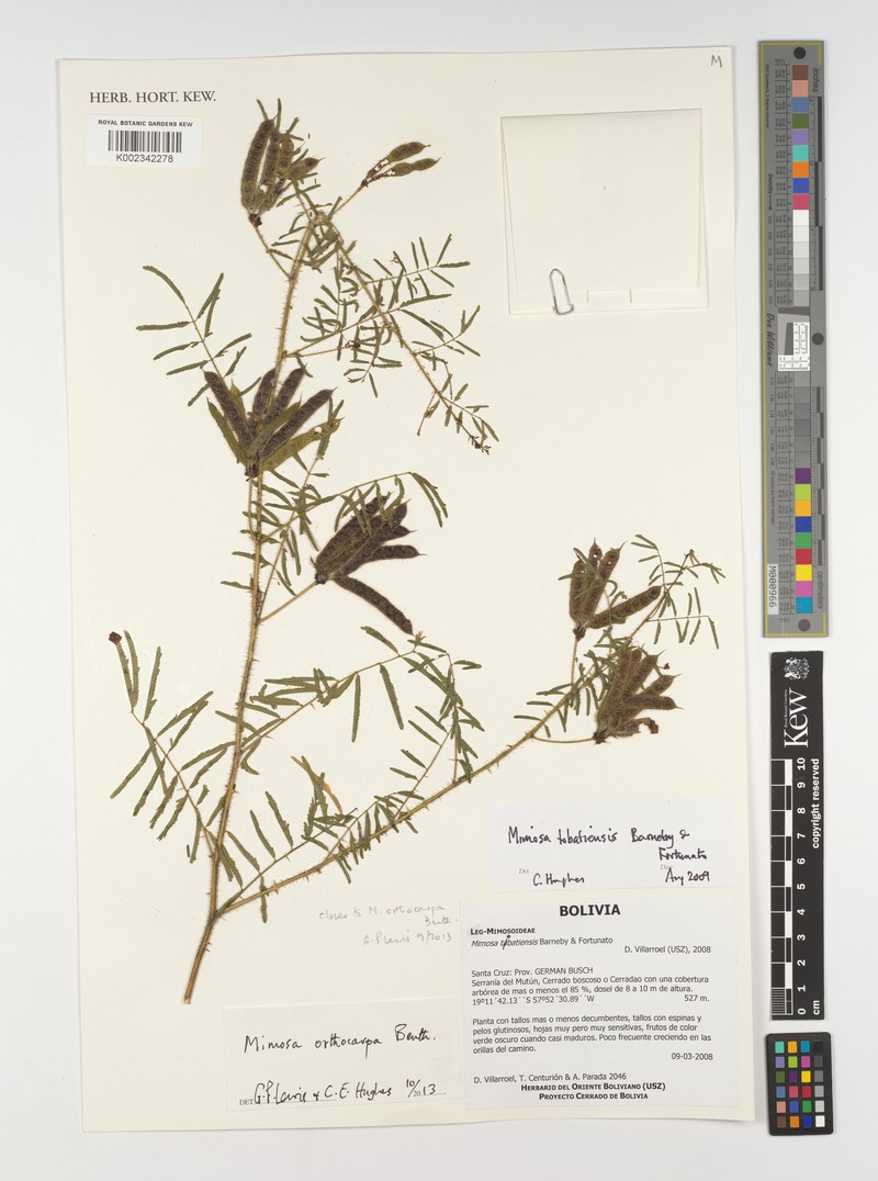 Mimosa orthocarpa photo 3