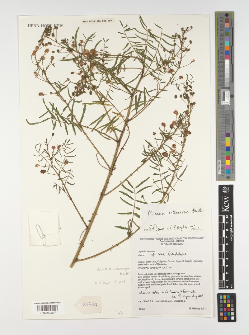 Mimosa orthocarpa photo 4