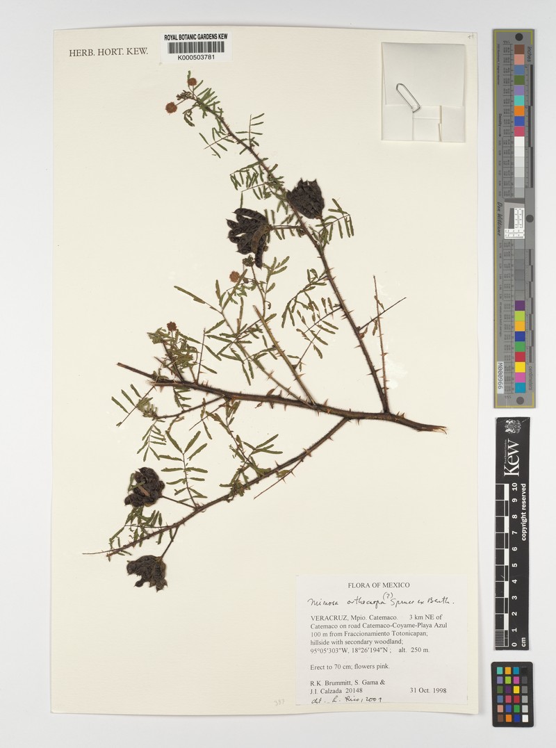 Mimosa orthocarpa photo 5