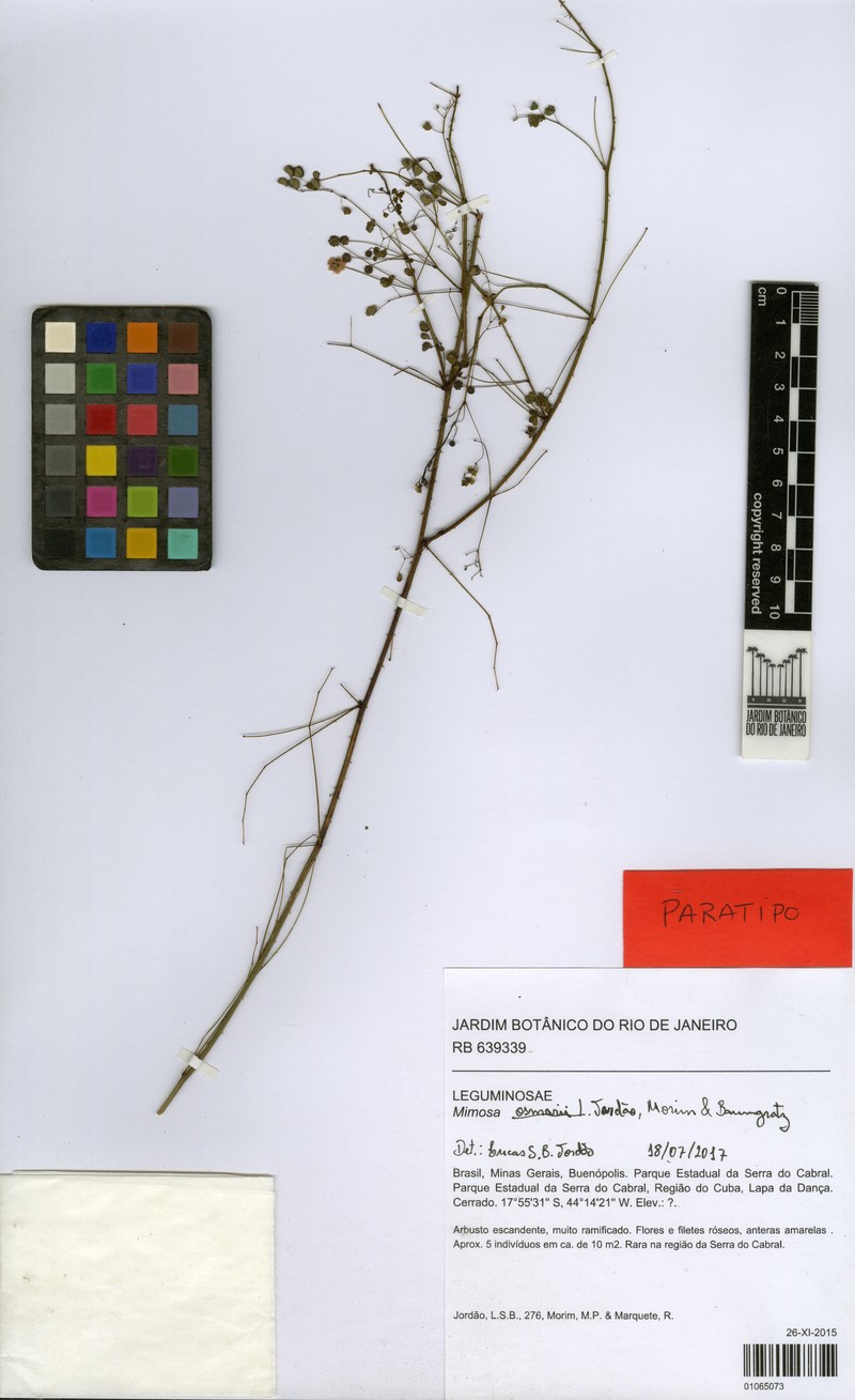 Mimosa osmarii photo 4