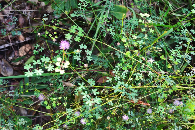 Mimosa osmarii
