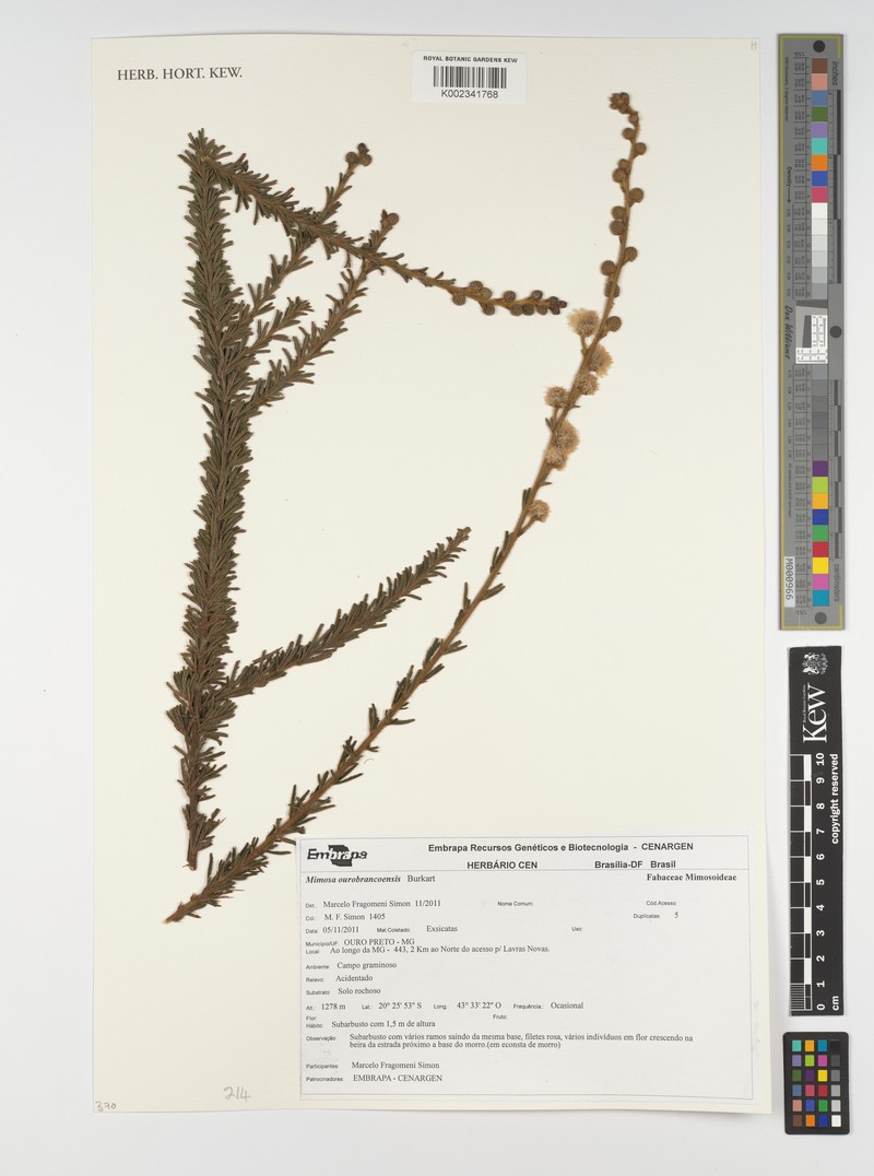Mimosa ourobrancoensis