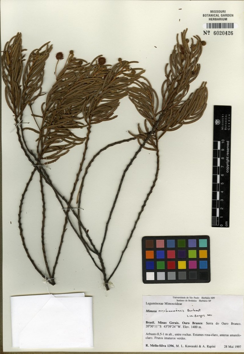 Mimosa ourobrancoensis photo 2