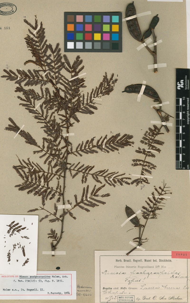 Mimosa pachycarpoides