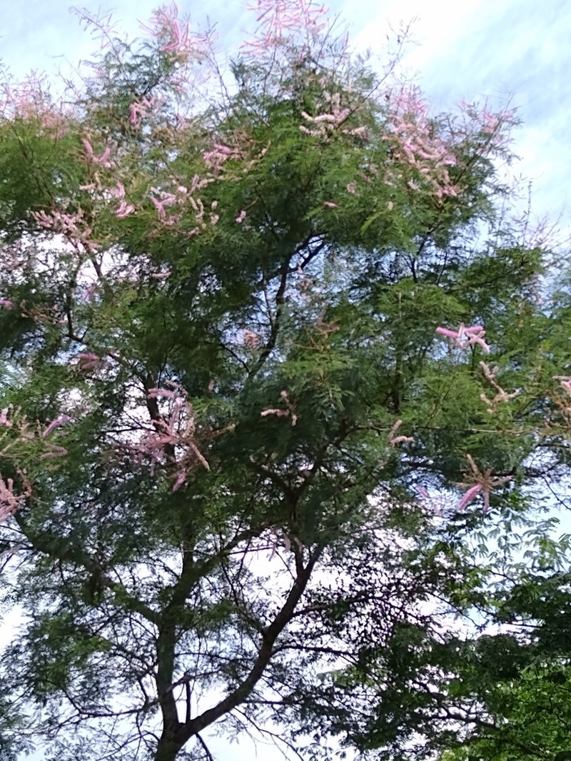 Mimosa palmeri