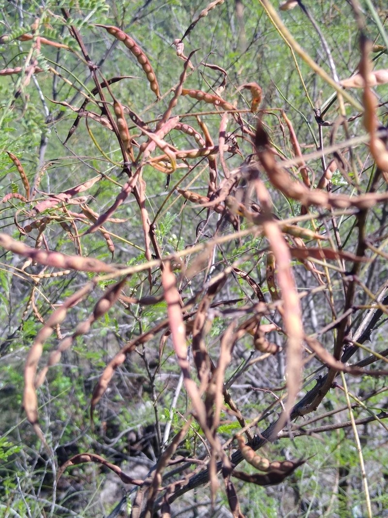 Mimosa palmeri photo 2