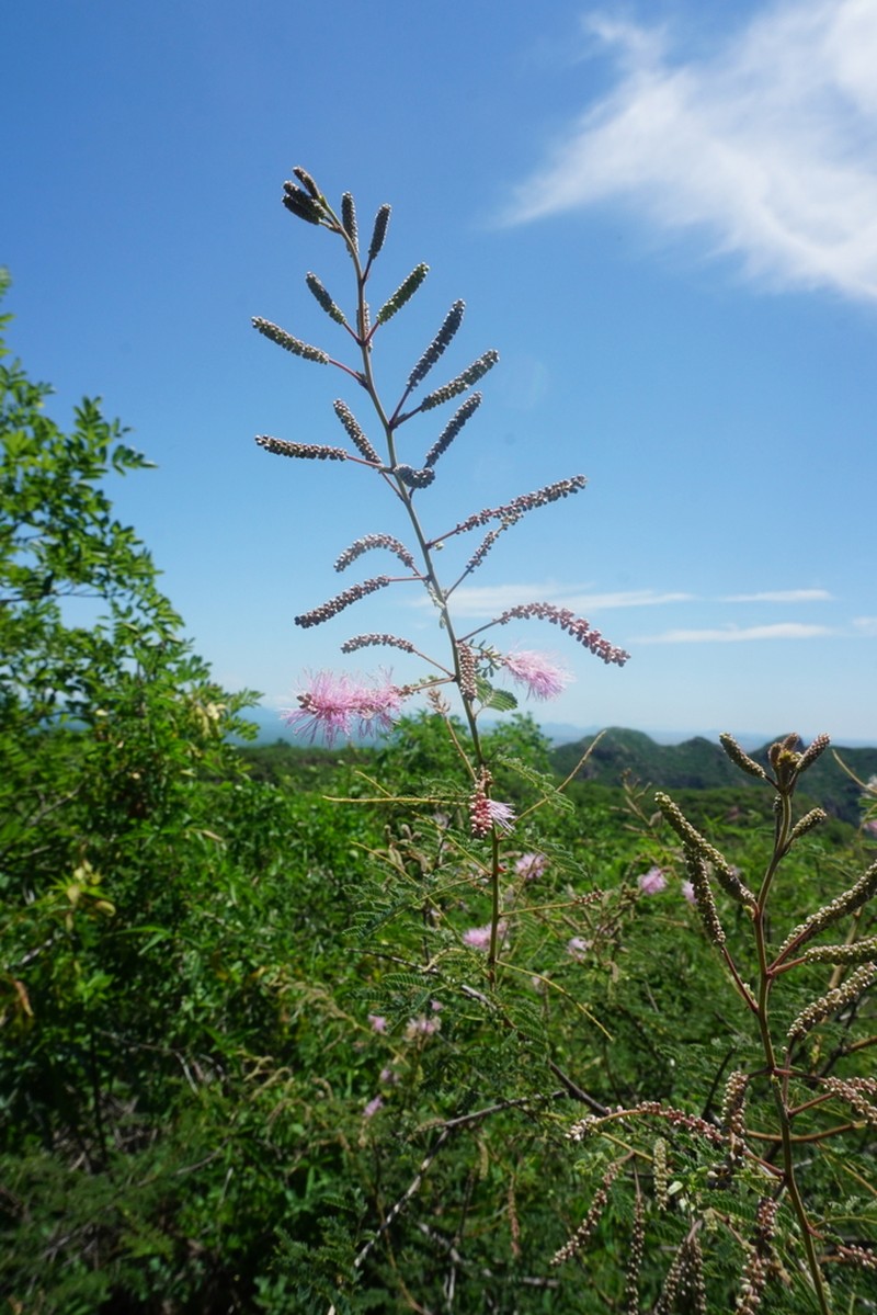 Mimosa palmeri photo 3