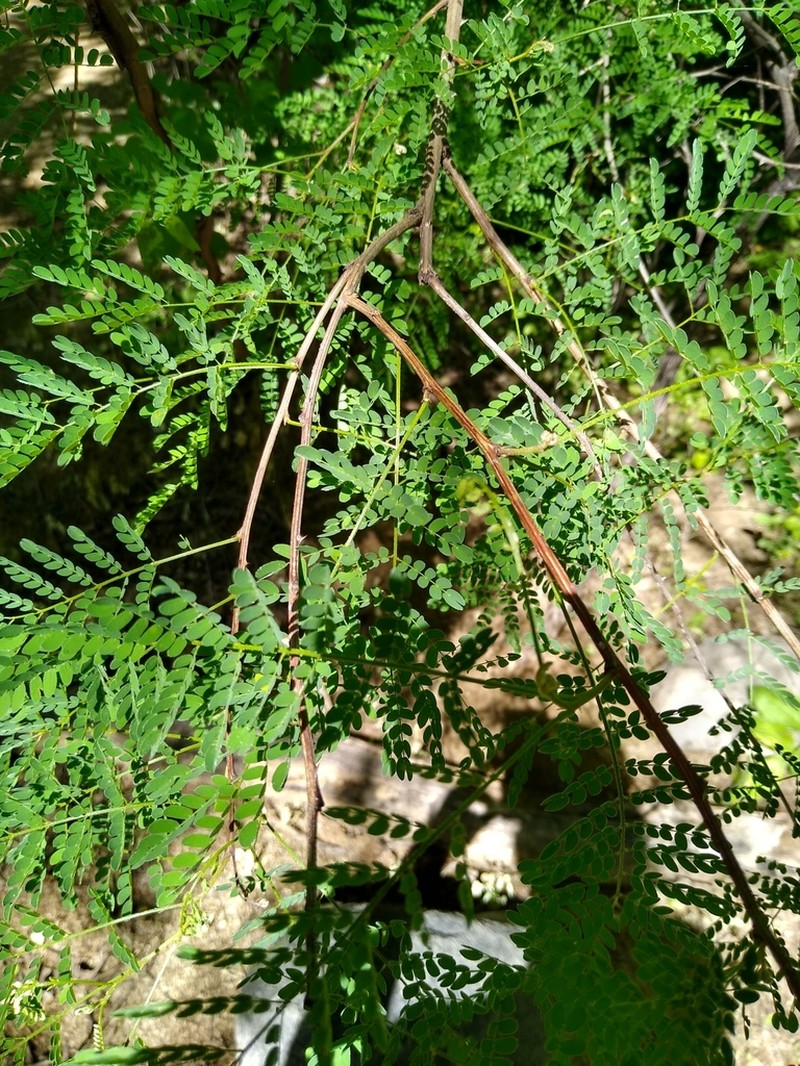 Mimosa palmeri photo 4