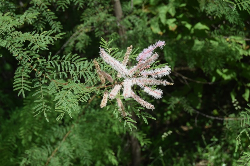 Mimosa palmeri photo 5