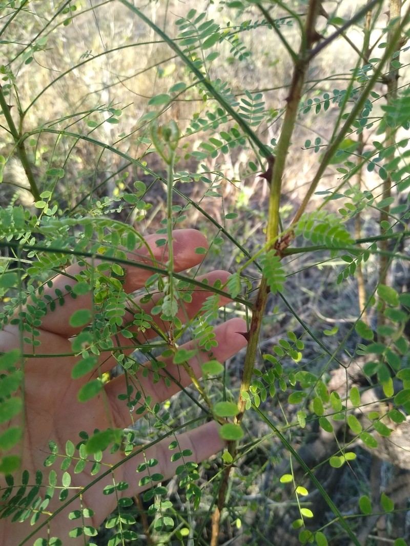 Mimosa palmeri photo 6