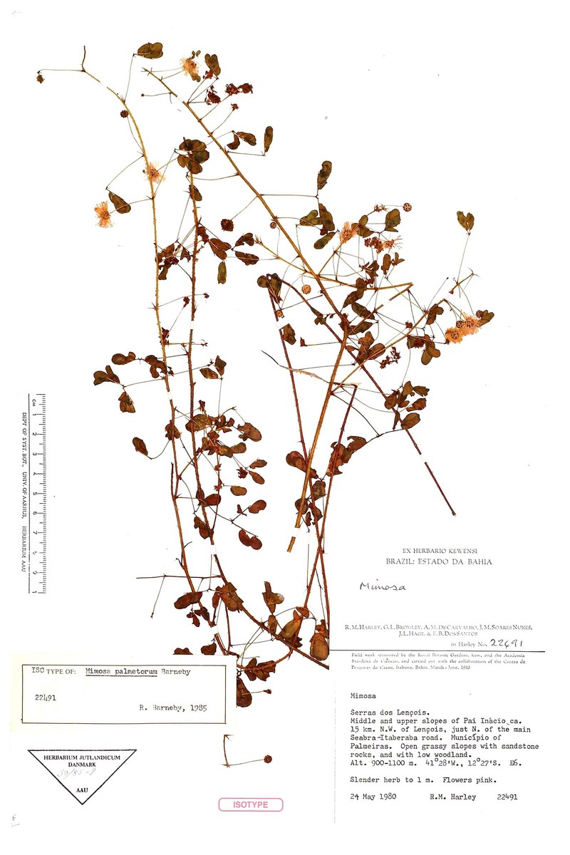 Mimosa palmetorum