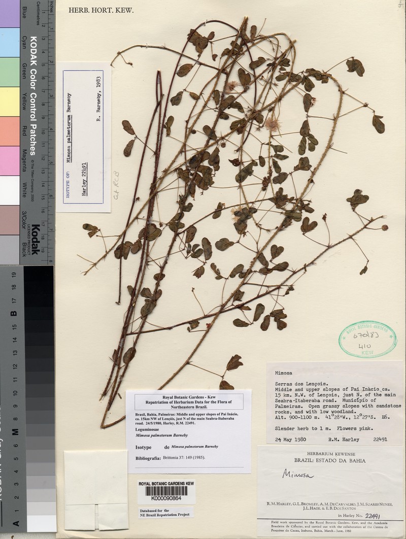 Mimosa palmetorum photo 2