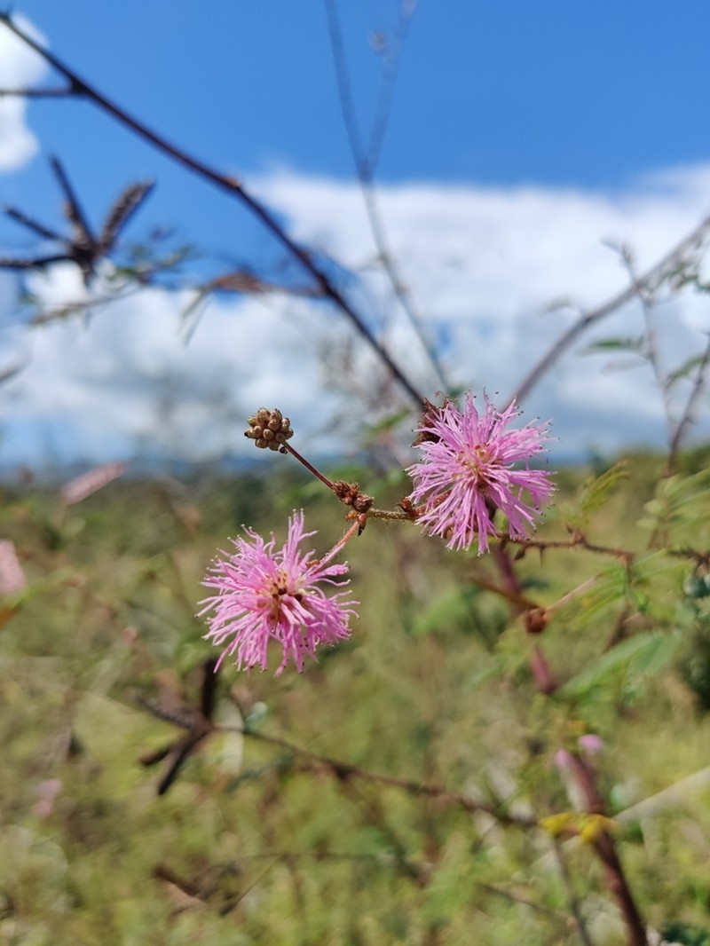 Mimosa paludosa