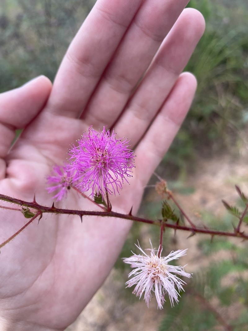 Mimosa paludosa photo 2