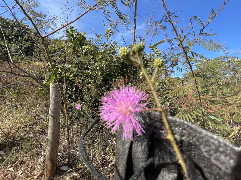 Mimosa paludosa photo 3
