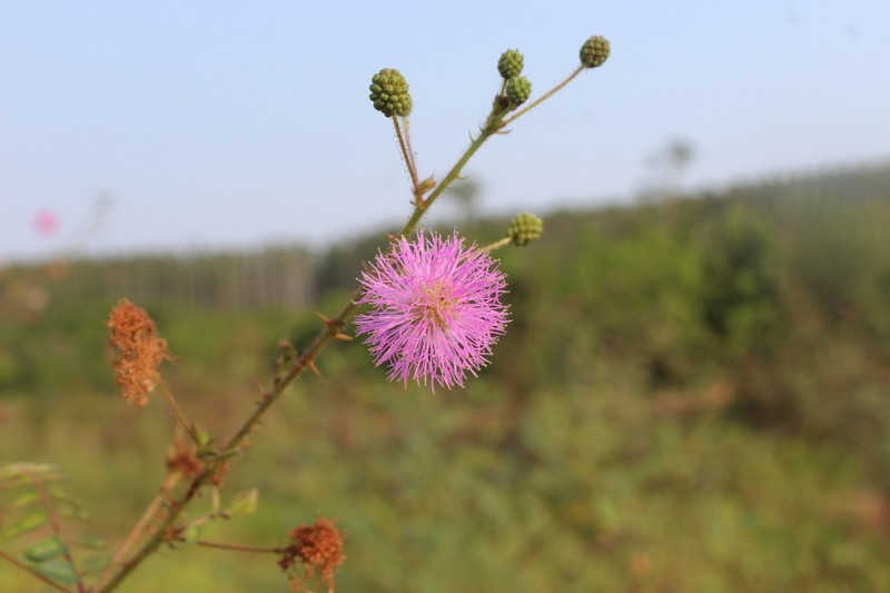 Mimosa paludosa photo 4