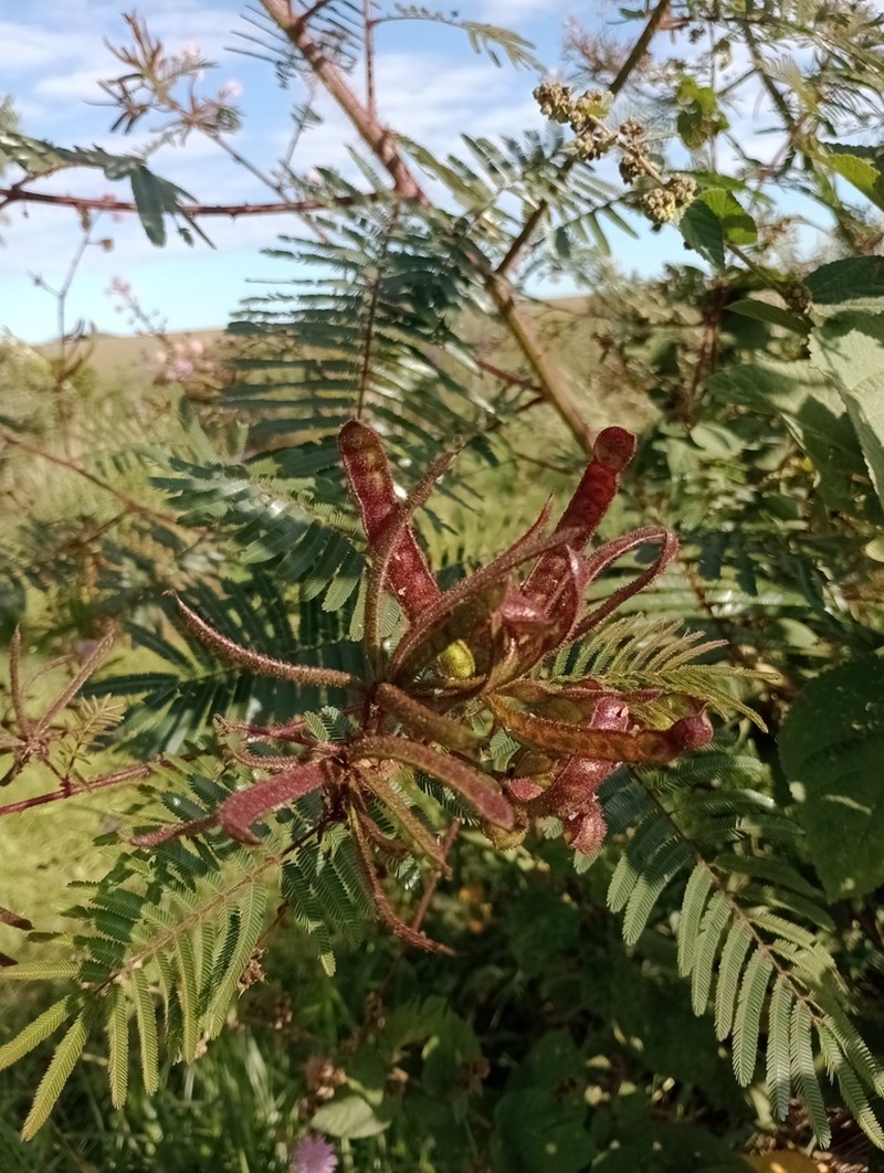 Mimosa paludosa photo 5