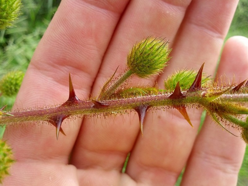 Mimosa paludosa photo 7