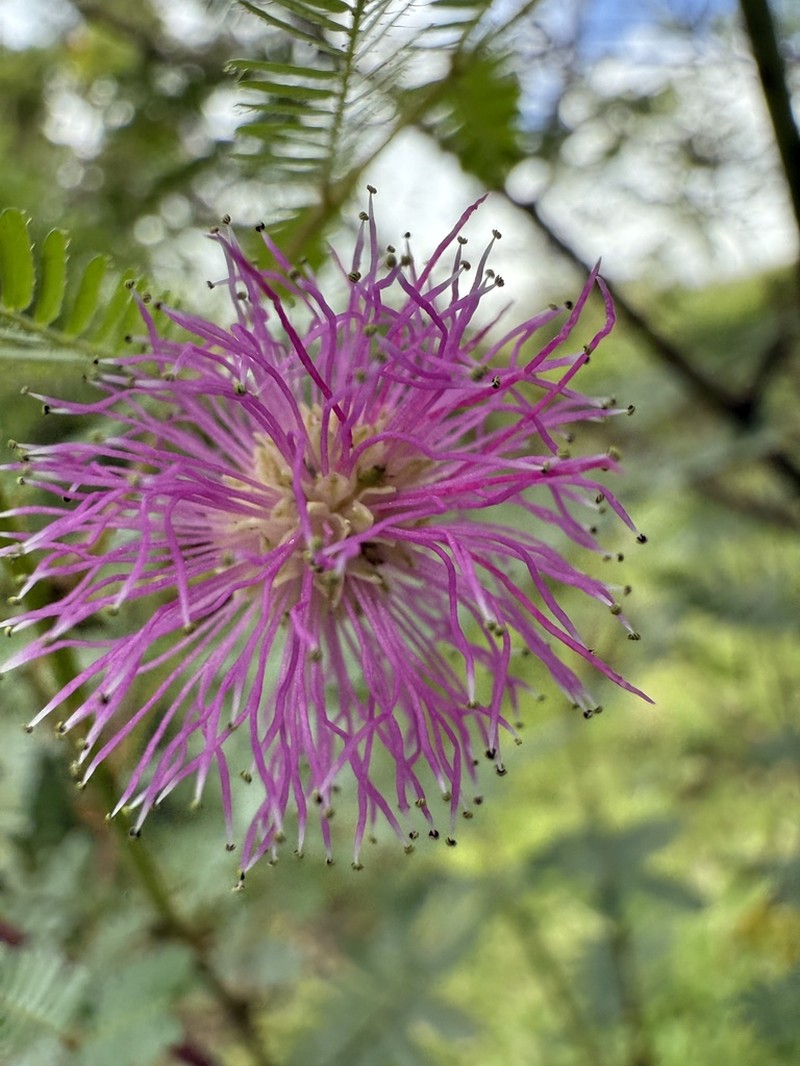 Mimosa paludosa photo 8