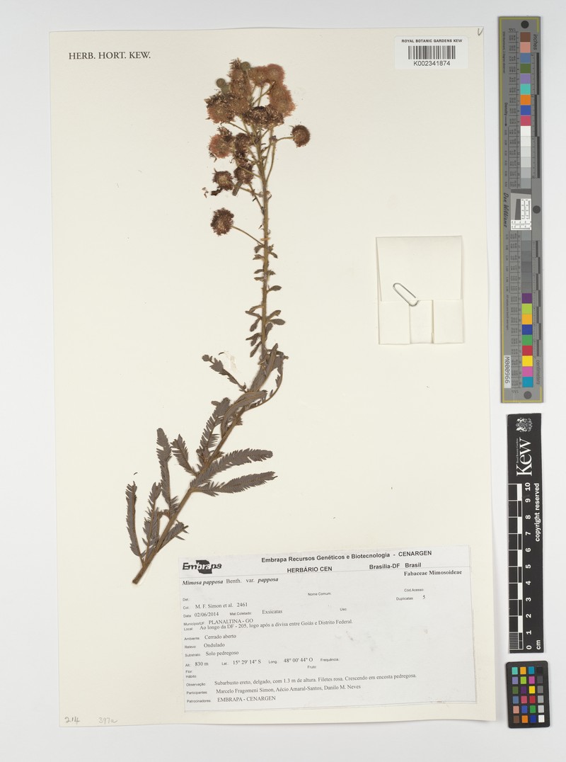 Mimosa papposa
