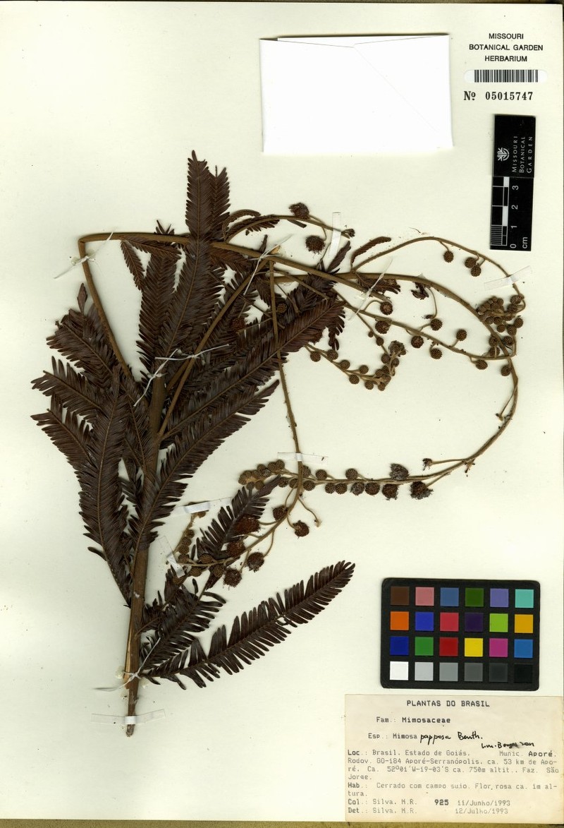 Mimosa papposa photo 3
