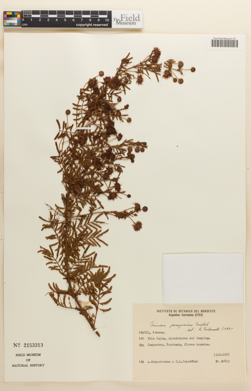 Mimosa paraguariae