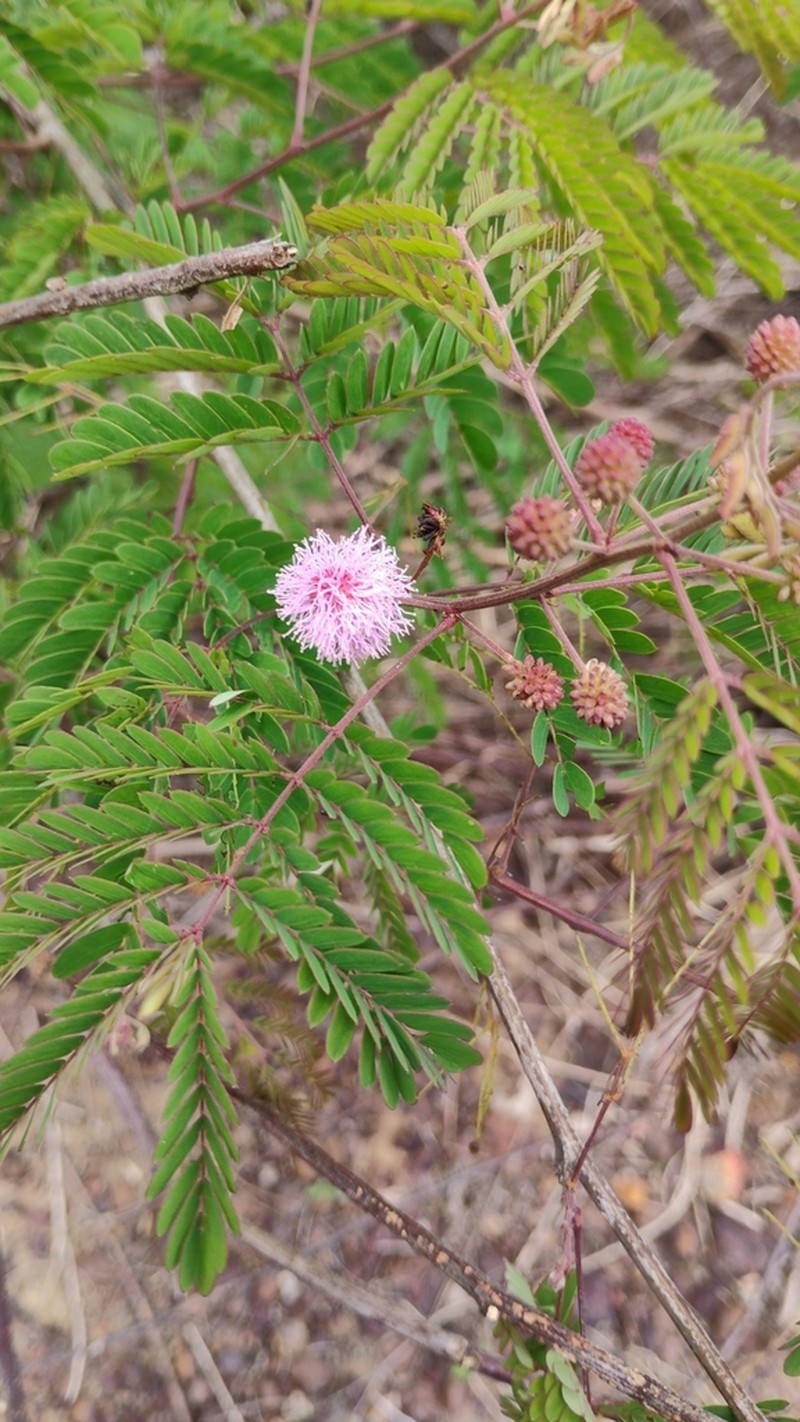 Mimosa paraibana
