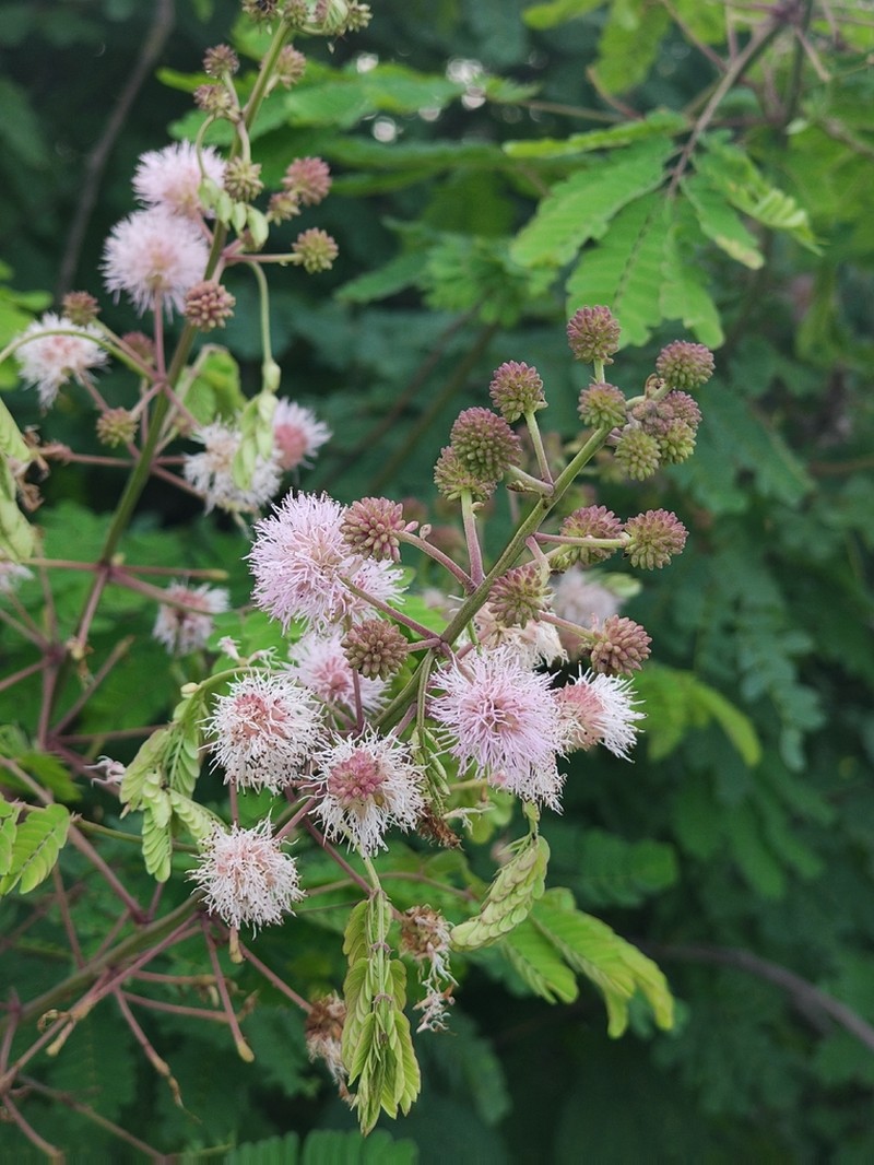 Mimosa paraibana photo 2