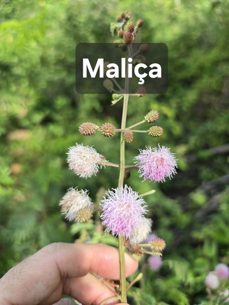 Mimosa paraibana photo 3