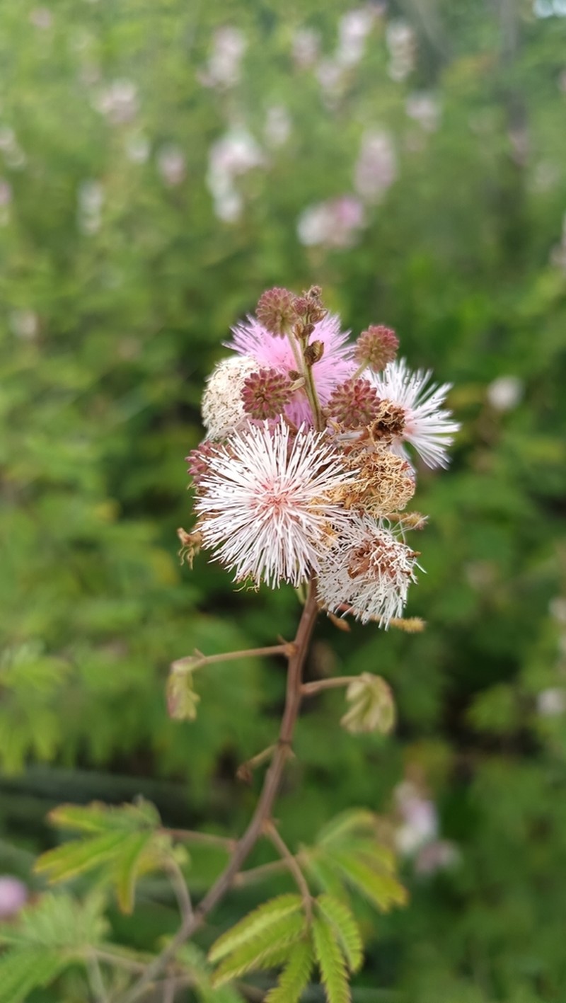 Mimosa paraibana photo 6