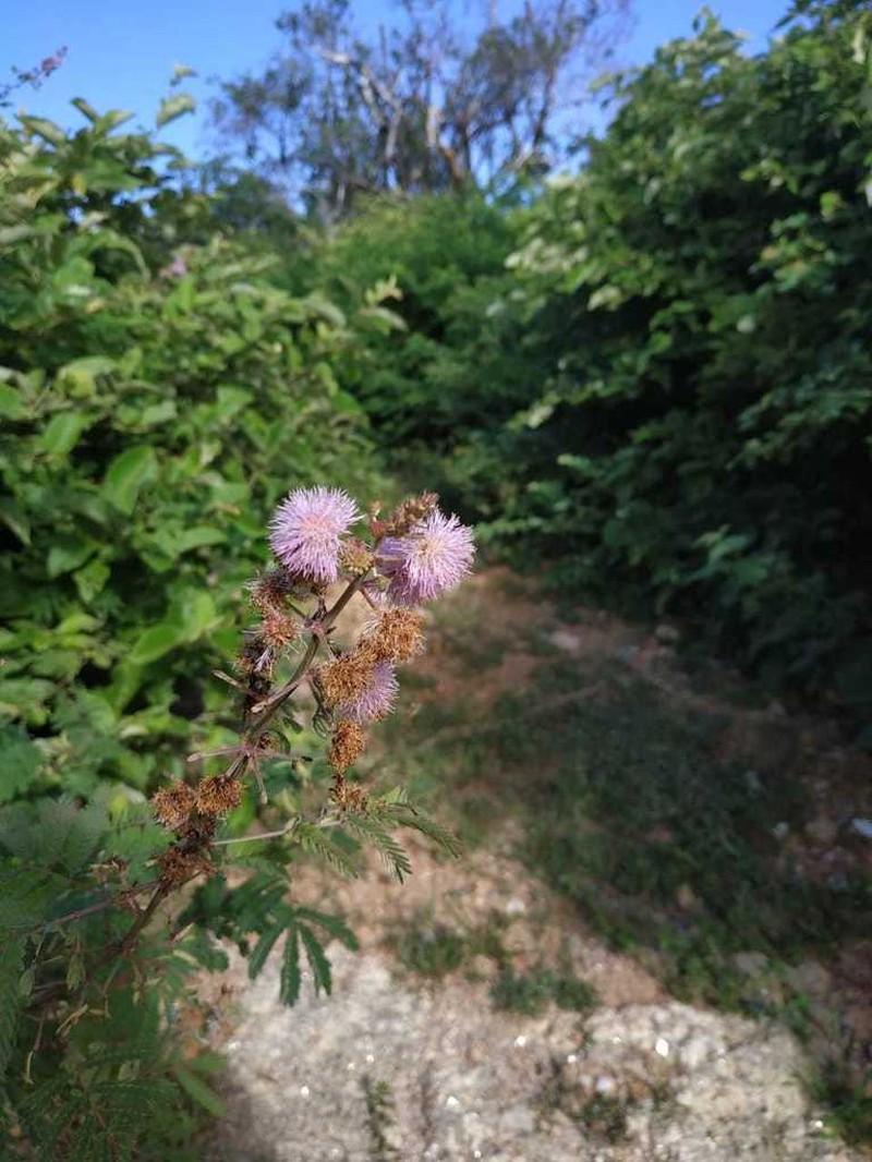Mimosa paraibana photo 7