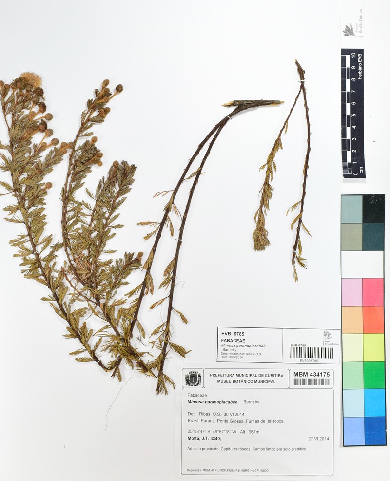 Mimosa paranapiacabae