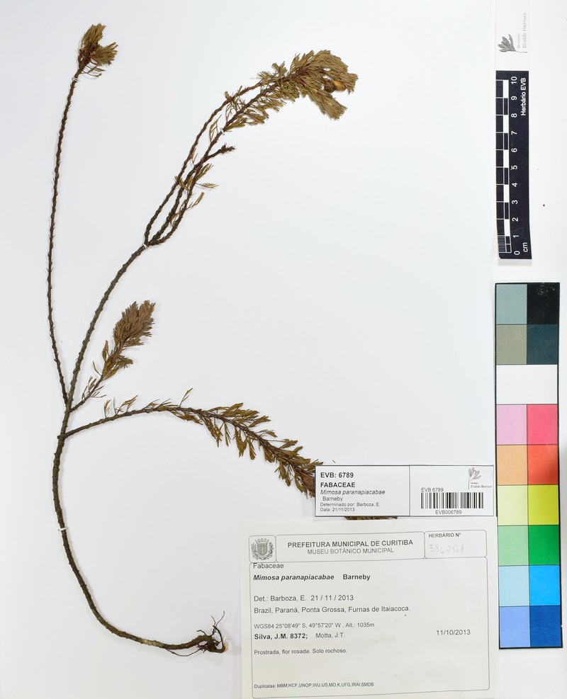 Mimosa paranapiacabae photo 2