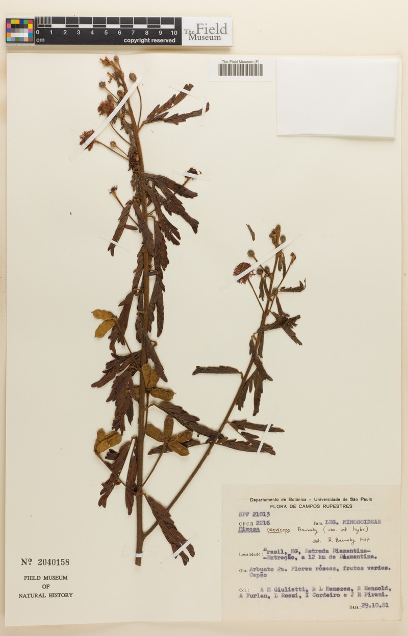 Mimosa parviceps
