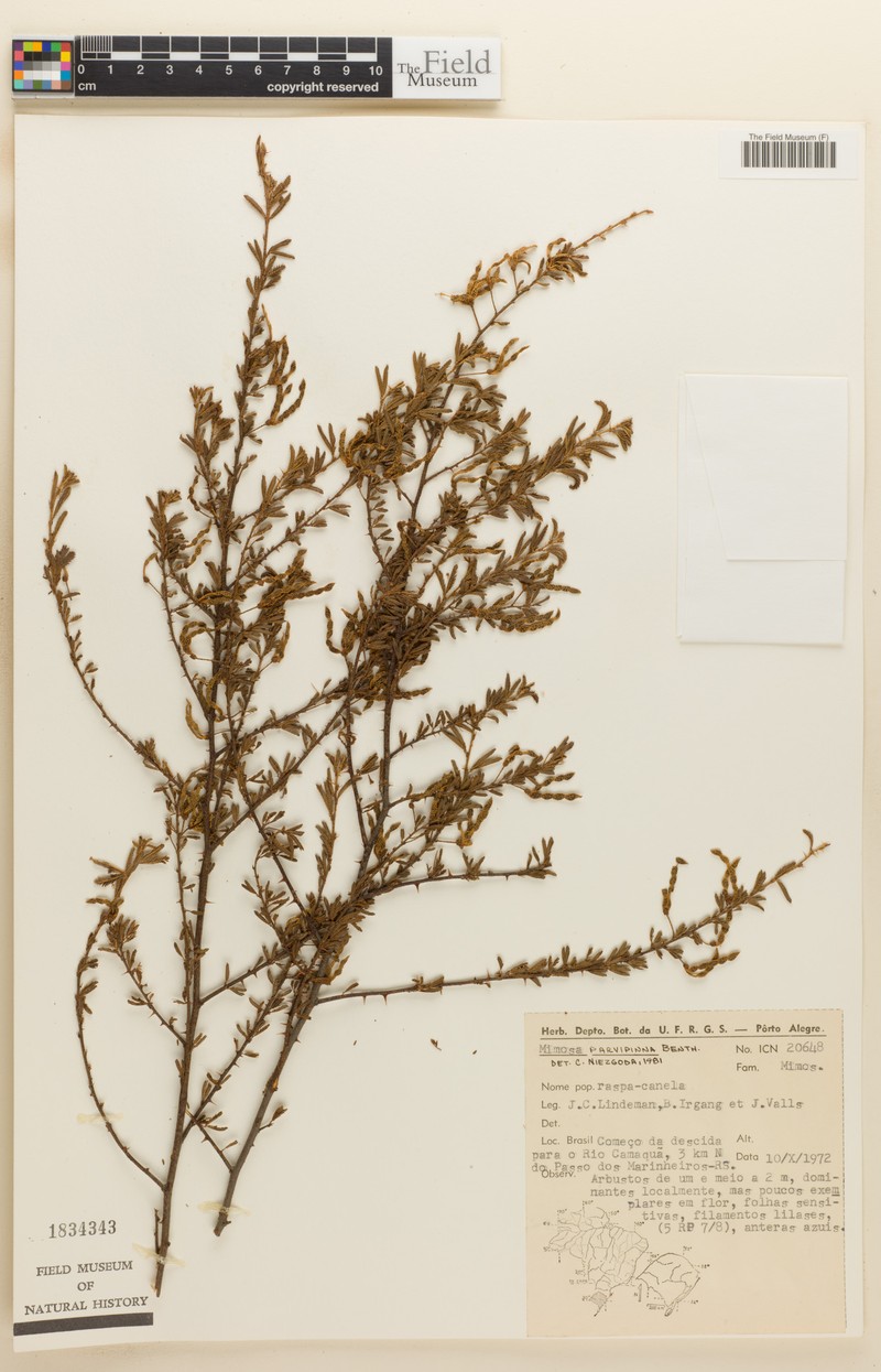 Mimosa parvipinna photo 2