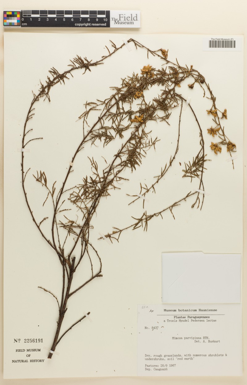 Mimosa parvipinna photo 3