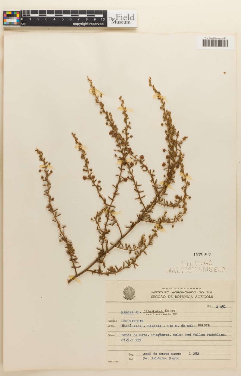 Mimosa parvipinna photo 4