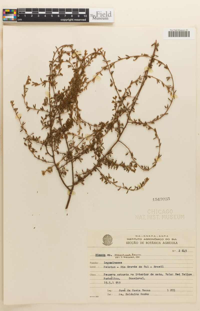 Mimosa parvipinna photo 5