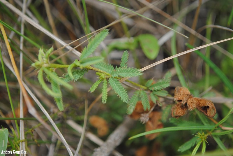 Mimosa parvipinna