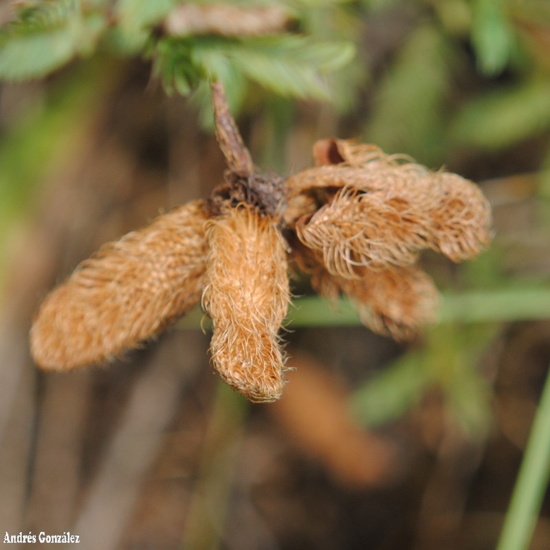 Mimosa parvipinna photo 6