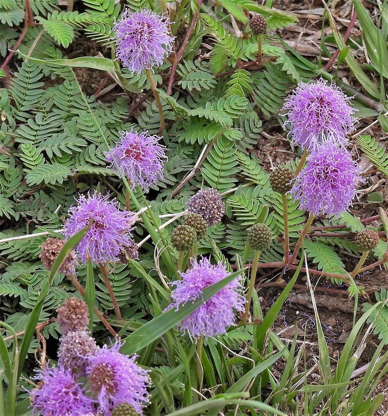 Mimosa paupera photo 2