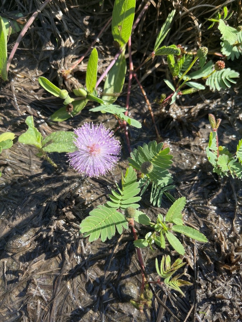 Mimosa paupera photo 3