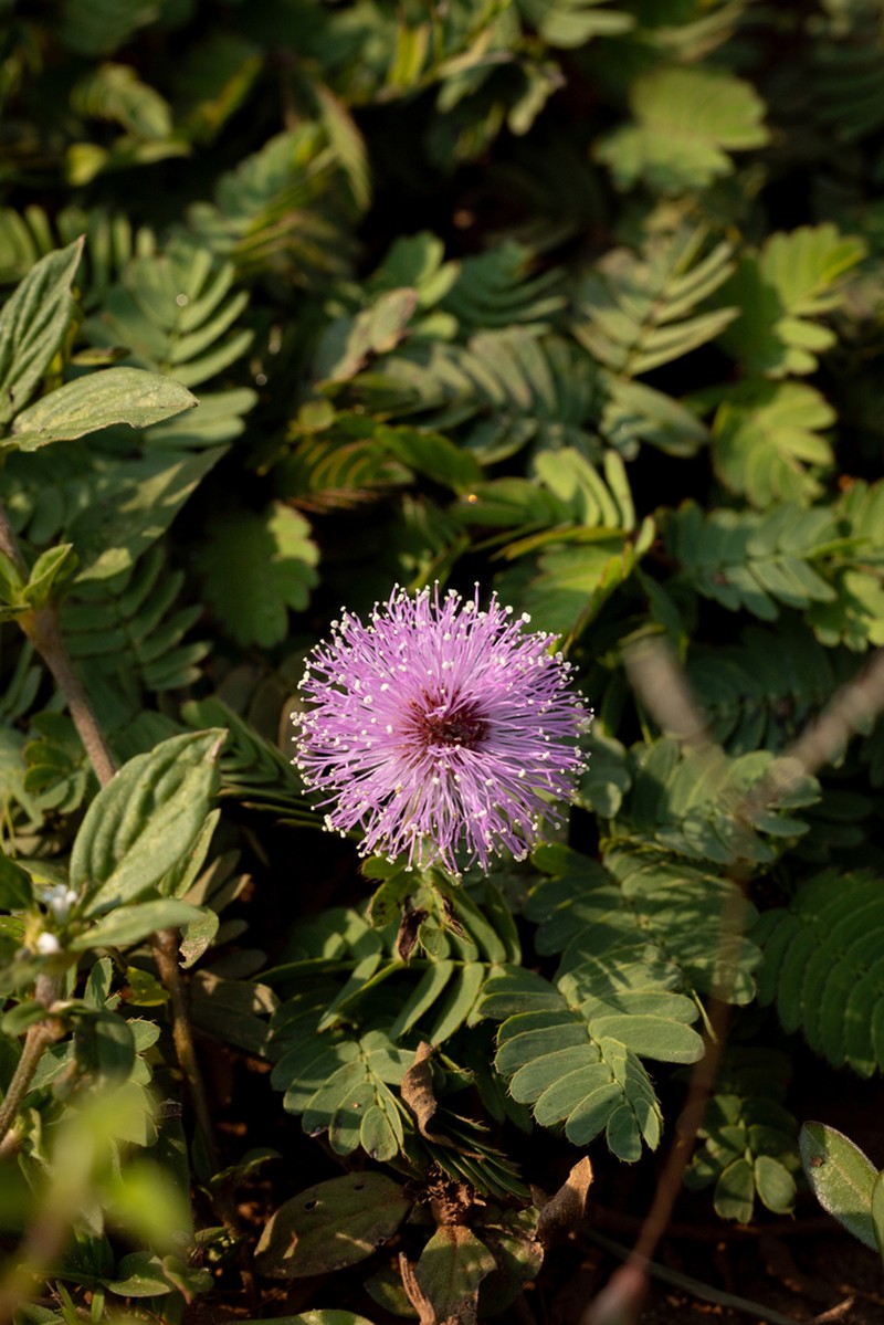 Mimosa paupera photo 4