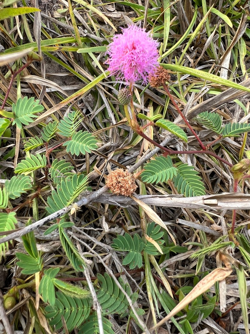 Mimosa paupera photo 5