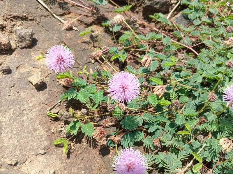 Mimosa paupera photo 6