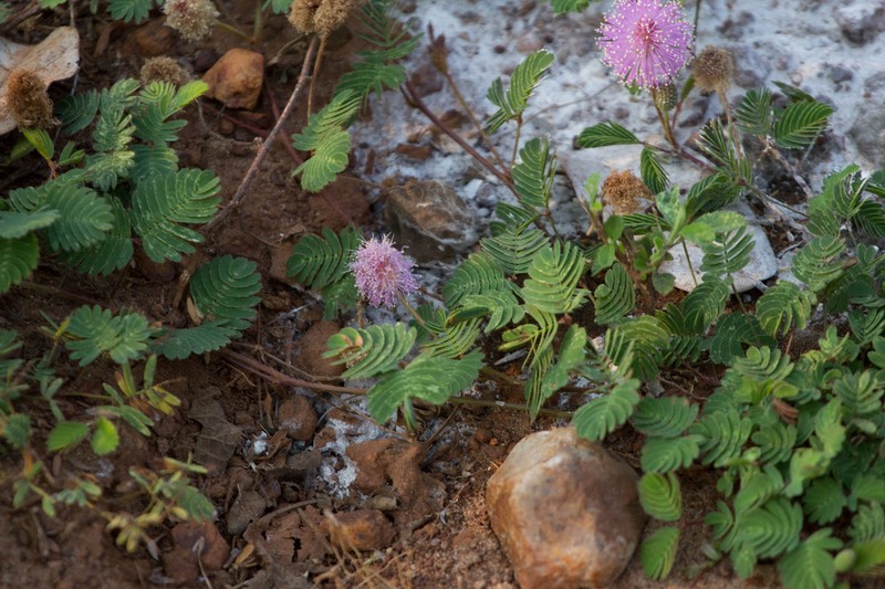 Mimosa paupera photo 7