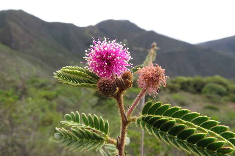 Mimosa pectinatipinna
