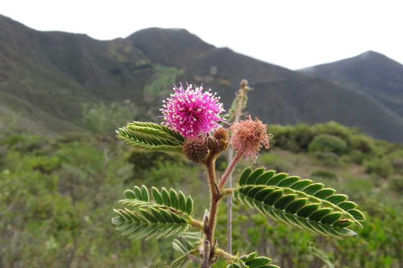 Mimosa pectinatipinna photo 3