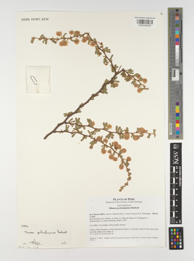 Mimosa pectinatipinna photo 4