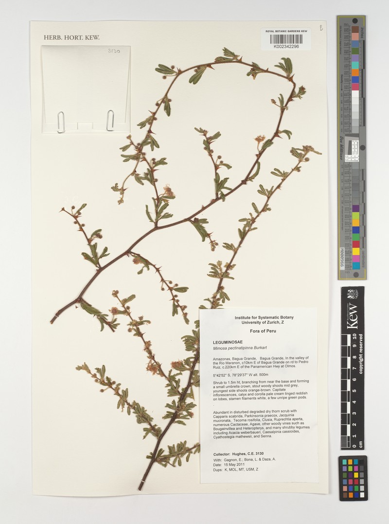 Mimosa pectinatipinna photo 5